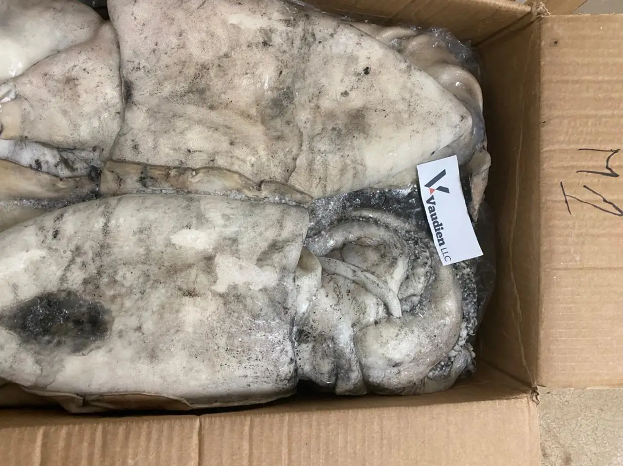 
Good Taste Or Texture Sepiida Seiches Frozen Extremely Nutritious Cuttlefish Species Range 