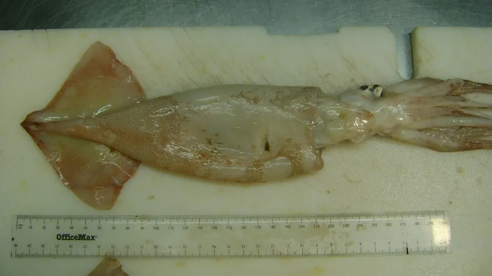 Technology Fishing Box Packing Packaging Organic Parts Arrow Squid Long Tentacle With Size M (25/75g) And Packing 10kg/ctn