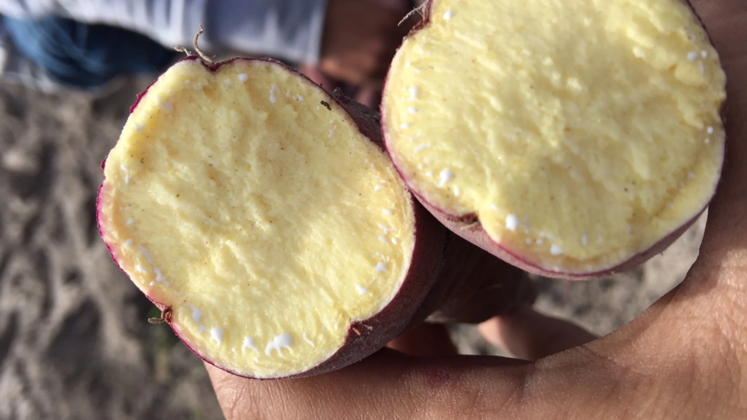  Свежий сладкий картофель доступен для продажи со скидкой 30% во Вьетнаме/Ms Sofia + 84 789946878