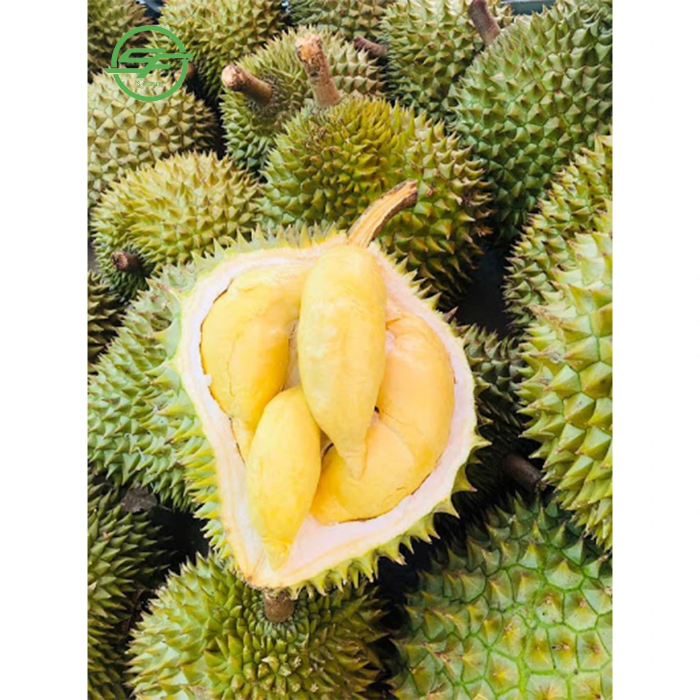 High quality durian fruit from Vietnam - Wholesale durian fresh (Whatsapp/zalo/wechat: +84 912 964 858)