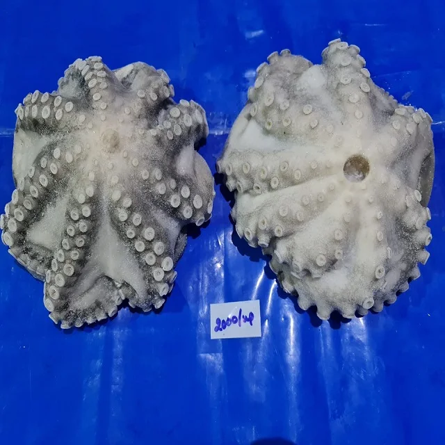 Frozen Octopus long arm whole cleaned IQF from India