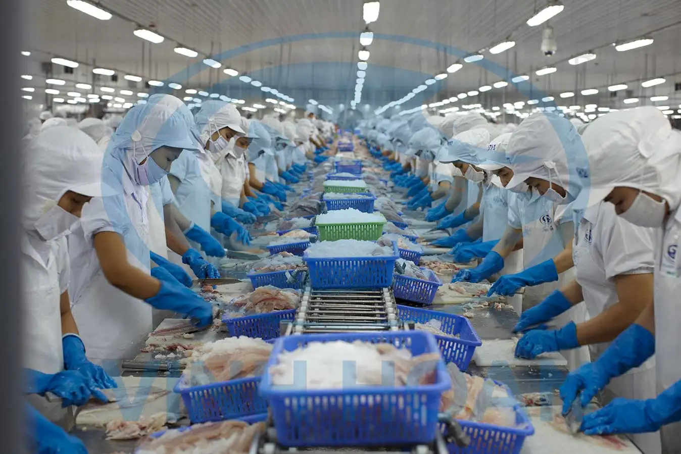 Top Seafood Exporter Premium Frozen Fresh Pangasius/ swai/basa Fillets