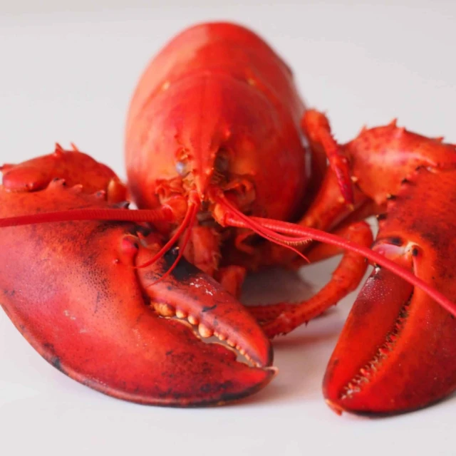 Premium Quality Wholesale Live Lobster 100% Exportable