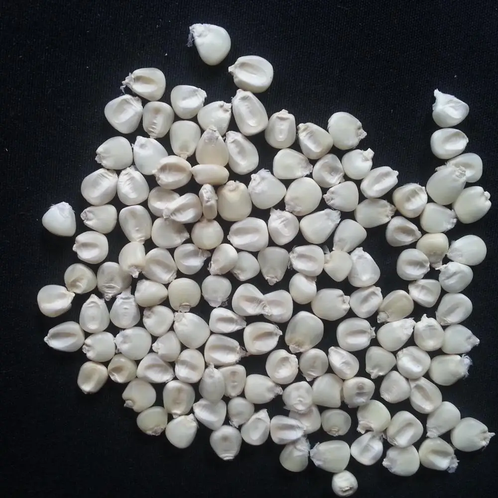 Rich in high quality vitamins Pure natural Bags Organic Sweet Dry Baby Corn Yellow Maize Corn Grit