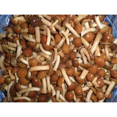 Гриб в рассоле/шампиньон, Nameko, Устрица