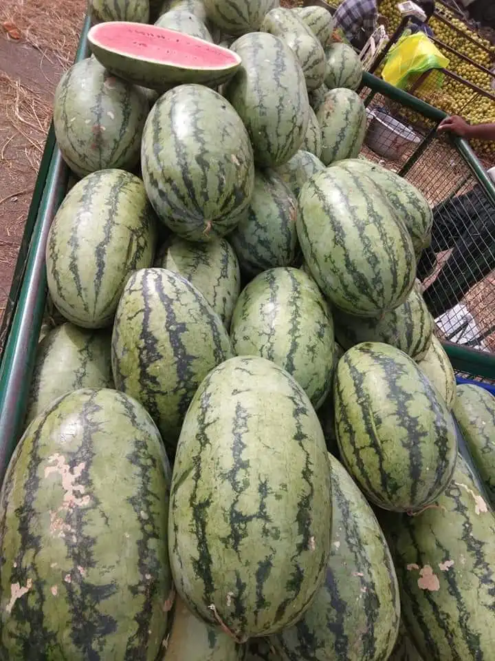  Производитель семян гибридного арбуза гамма F1 по оптовой цене 4 t0 5 кг