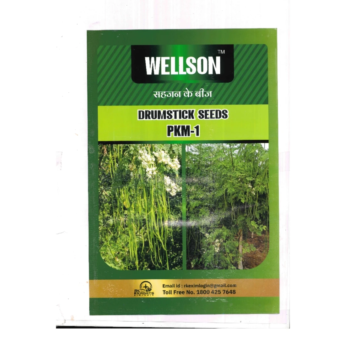 Moringa oleifera Seeds for consumption / Oil Extraction / Medicine use from INDIA  RK EXPORTS & IMPORTS +919786060004