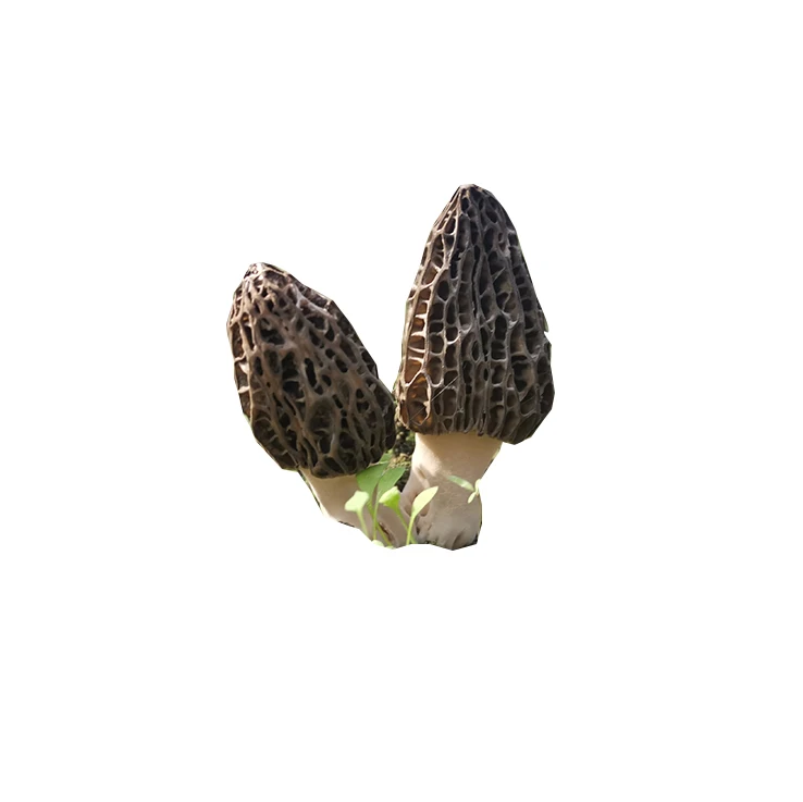 Large 5-8 cm Size Natural Dried Morel Mushroom & Morchella Esculenta price