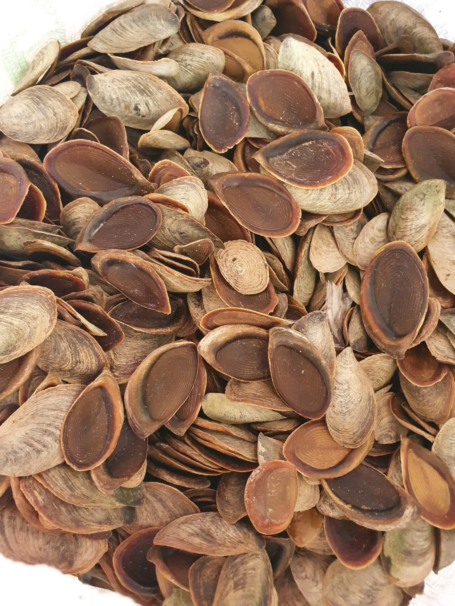 Openculum Seashell Вьетнам для изготовления парфюма высокого качества