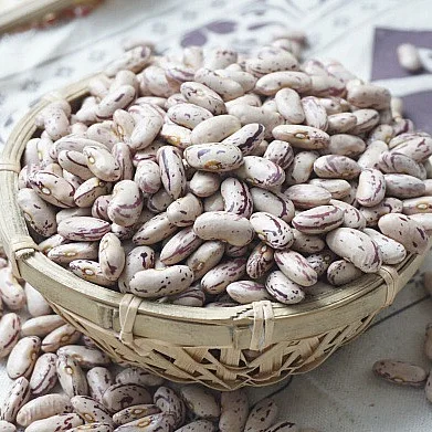 Dry Pinto Beans Or Light Speckled Kidney Beans Long Shape Or Round Ship Red Kidney Kenya Beans+/-+