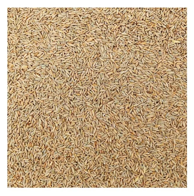 Wholesale Best Price Supplier of Rye Grains with Fast Delivery