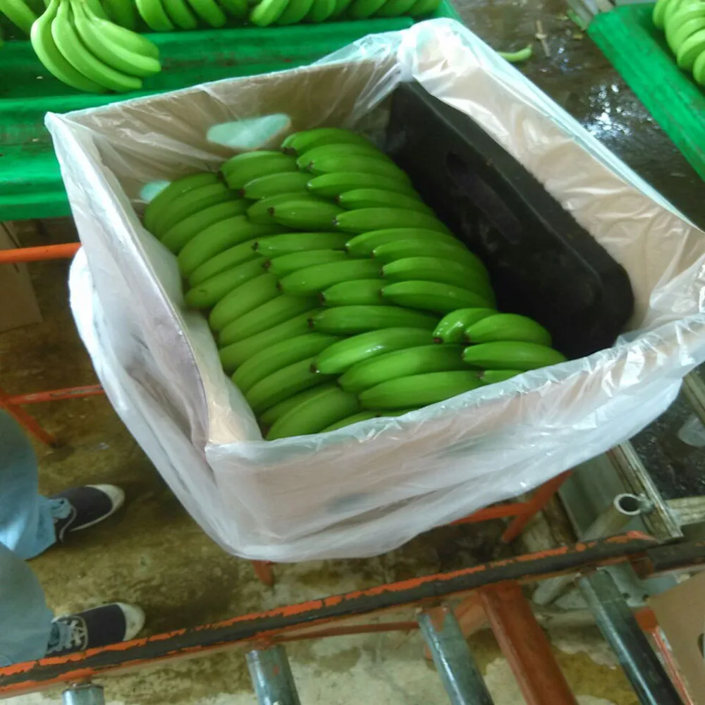
PREMIUM CAVENDISH BANANA - BEAUTIFUL GREEN - SPECIAL PRICE 2016 