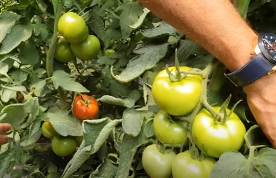 WHOLESALE Natural Red GREEN Fresh Tomatoes Mature Tomato Best Quality For Wholesale