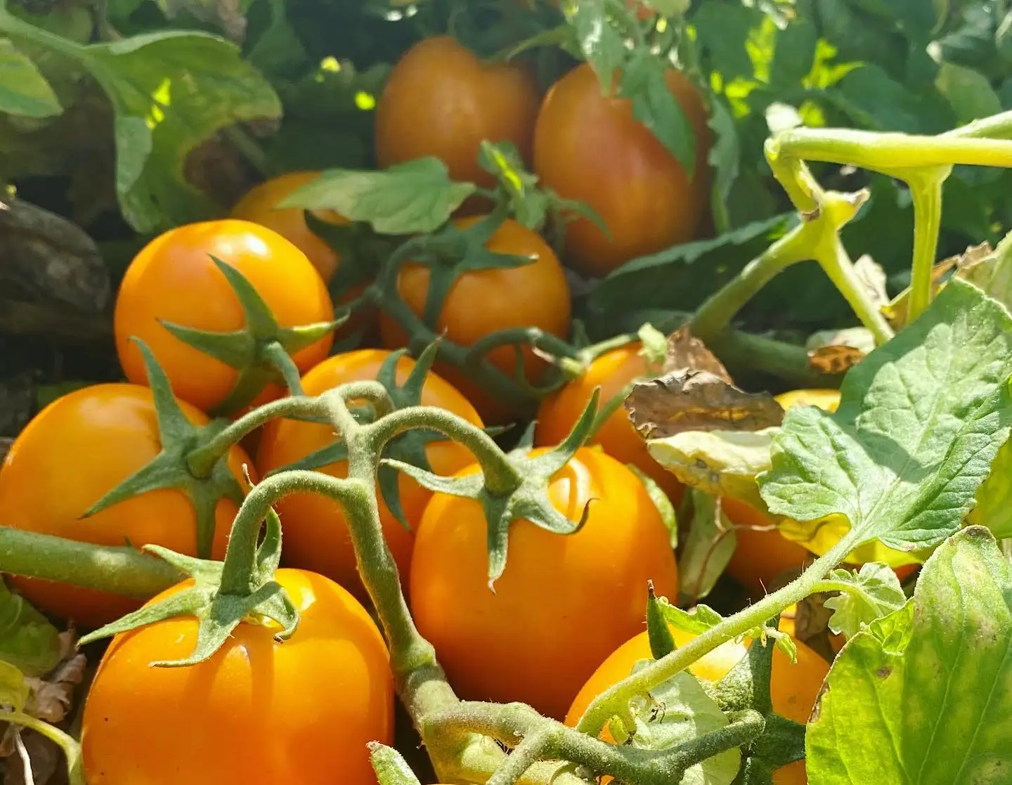 Private Label Top Quality Italian Yellow tomato puree in glass 420g