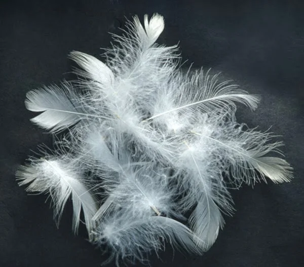 Best quality Vietnam  whole sale washed white duck/ goose down feather price  2 - 8 cm