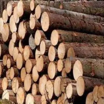 Best Quality Spruce Logs From France, 20-40 cm Diameter