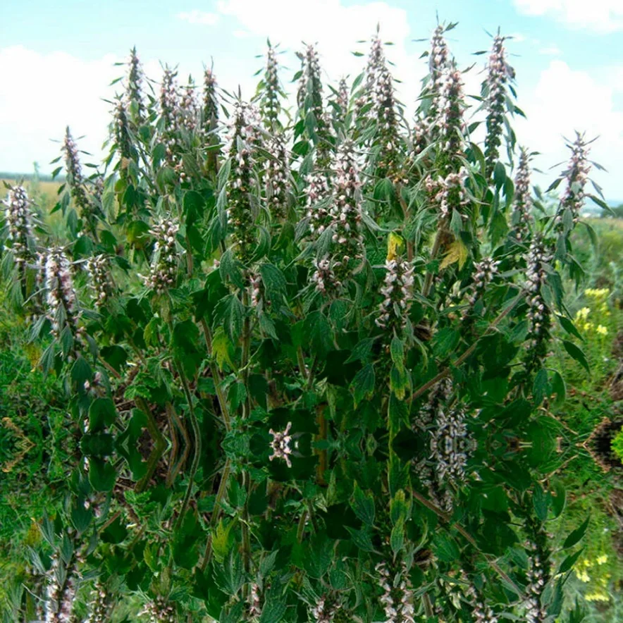 Motherwort herb from Russia In folk and official medicine motherwort is widely and actively used
