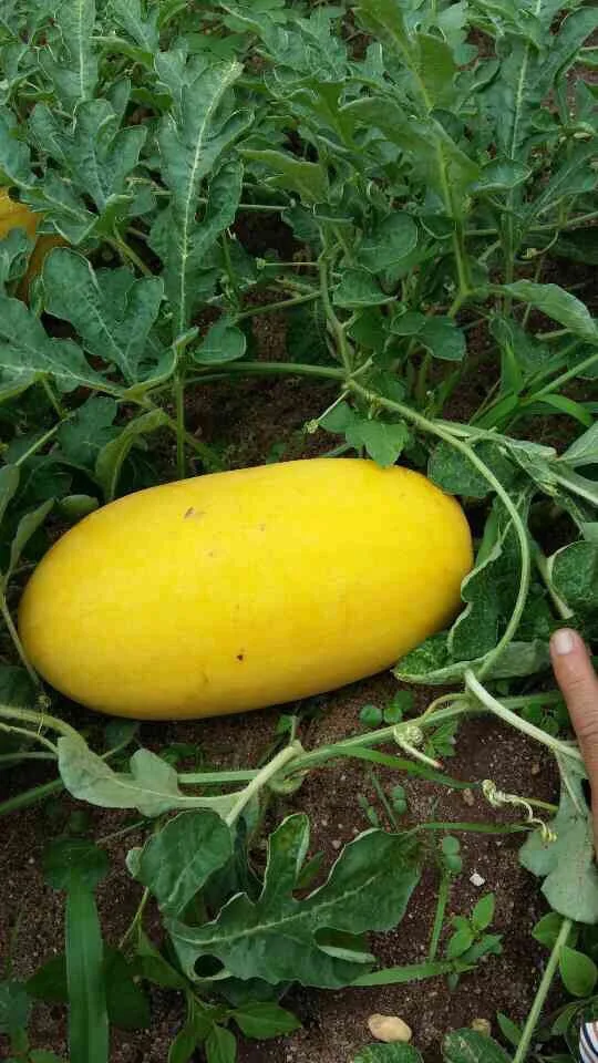  2021 высокопроизводительная желтая кожа/гибридные семена арбуза красного цвета по оптовой цене F1