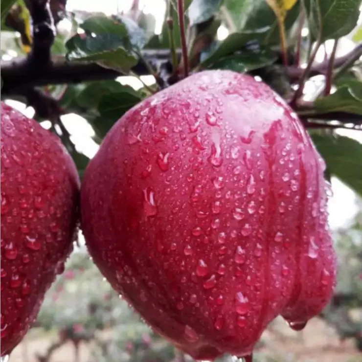 Fresh Fruits/ Fresh Golden Delicious Apple