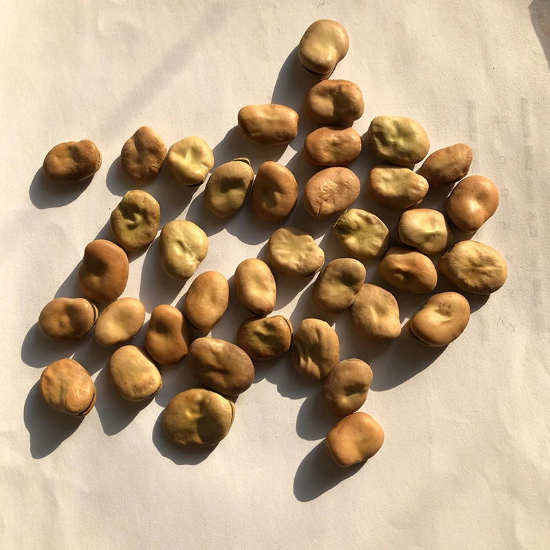 
Wholesale Dried Broad Beans Fava Beans  (62014289784)