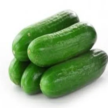 
High Quality Fresh Cucumber/Frozen Cucumber/Sea Cucumber 