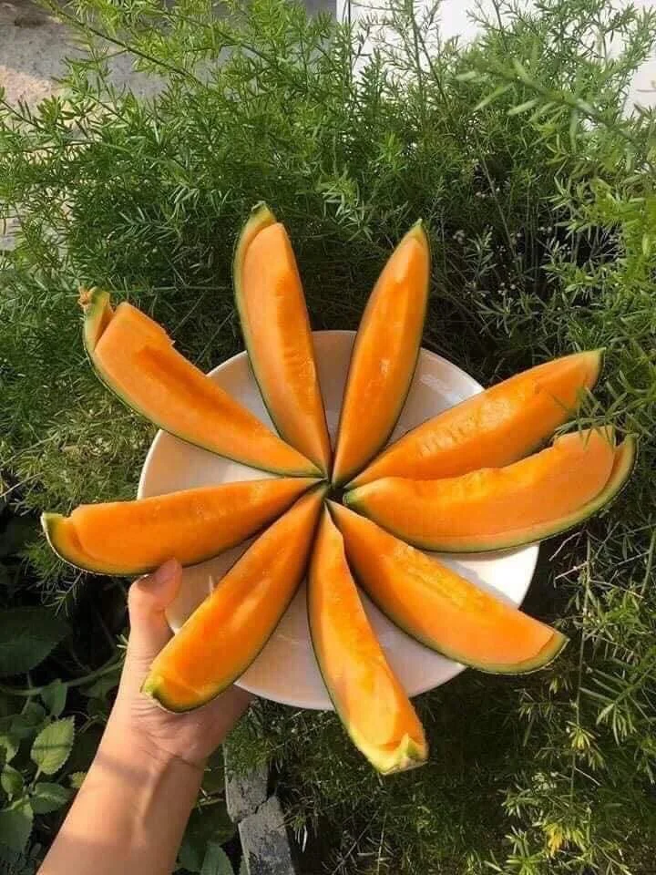 
Current Crop Fresh Yellow Cantaloupe King Melon With Green Skin Summer Fruit Good Holiday Juice 