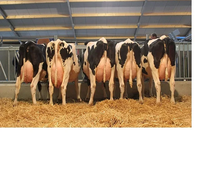 Корова Holstein для производства