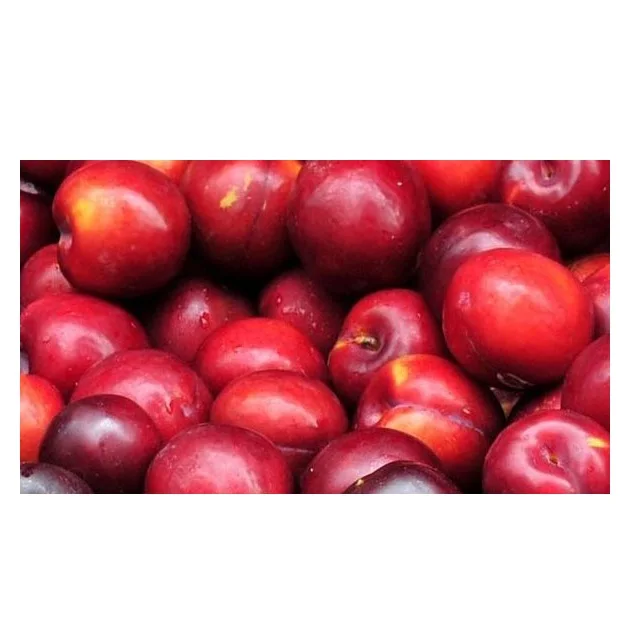 Hot Selling Price Of Fresh Plums in Bulk