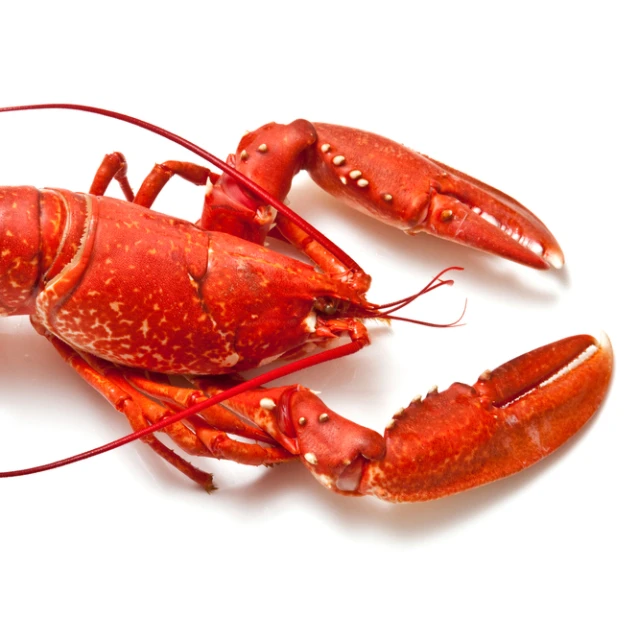 
Discount Price Caribbean Spiny Lobster Panulirus Argus For Sell 