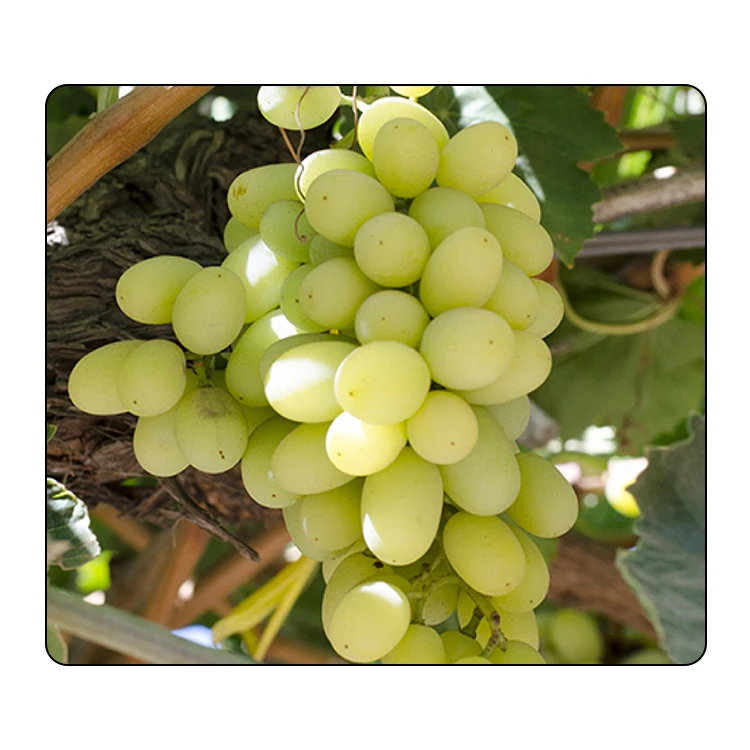 
High quality 100% natural fresh fruit class A South Africa fresh grapes 