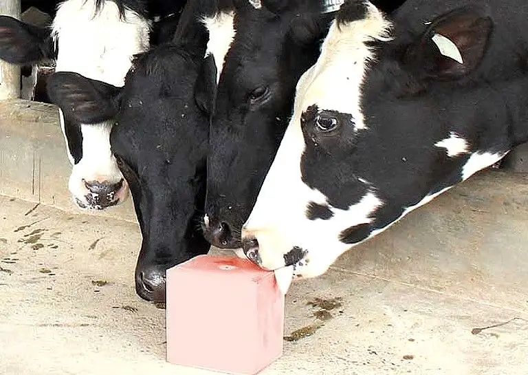 
Himalayan Salt Block Animal Licking Pink Salt lick for Horse Cattle 4 LBS 