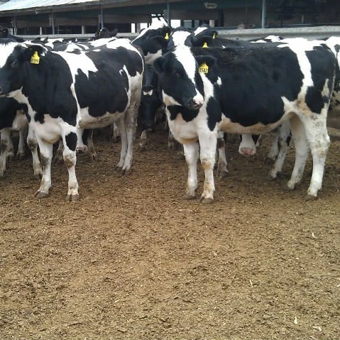 Pregnant Holstein Heifers Cows and Beef
