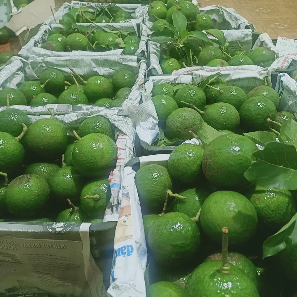 Fresh Avocado Made In Vietnam For Export With The Best Price Standard High