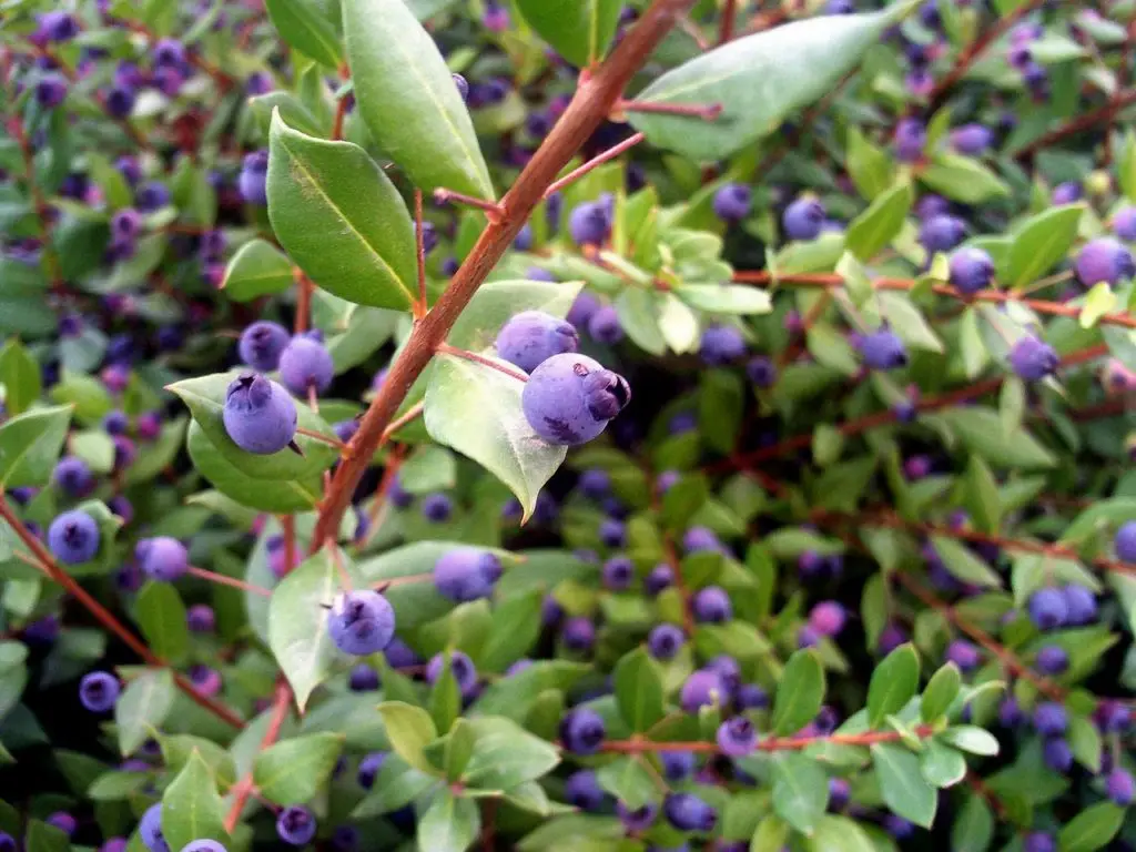 
Premium Italian Myrtle Liquor - Il Fondatore - 70 Cl - Anniversary Edition - Liqueur 