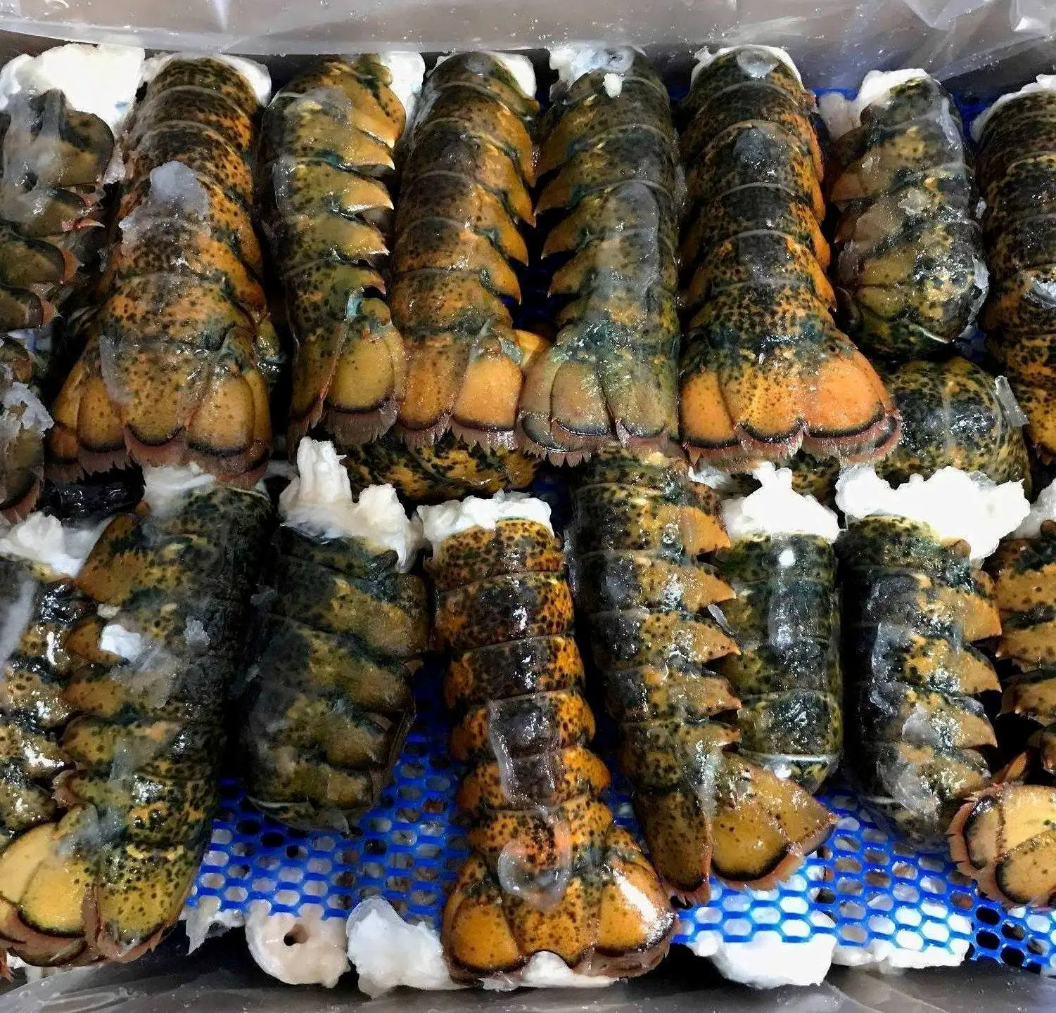  brown spiny lobster (panulirus echinatus)