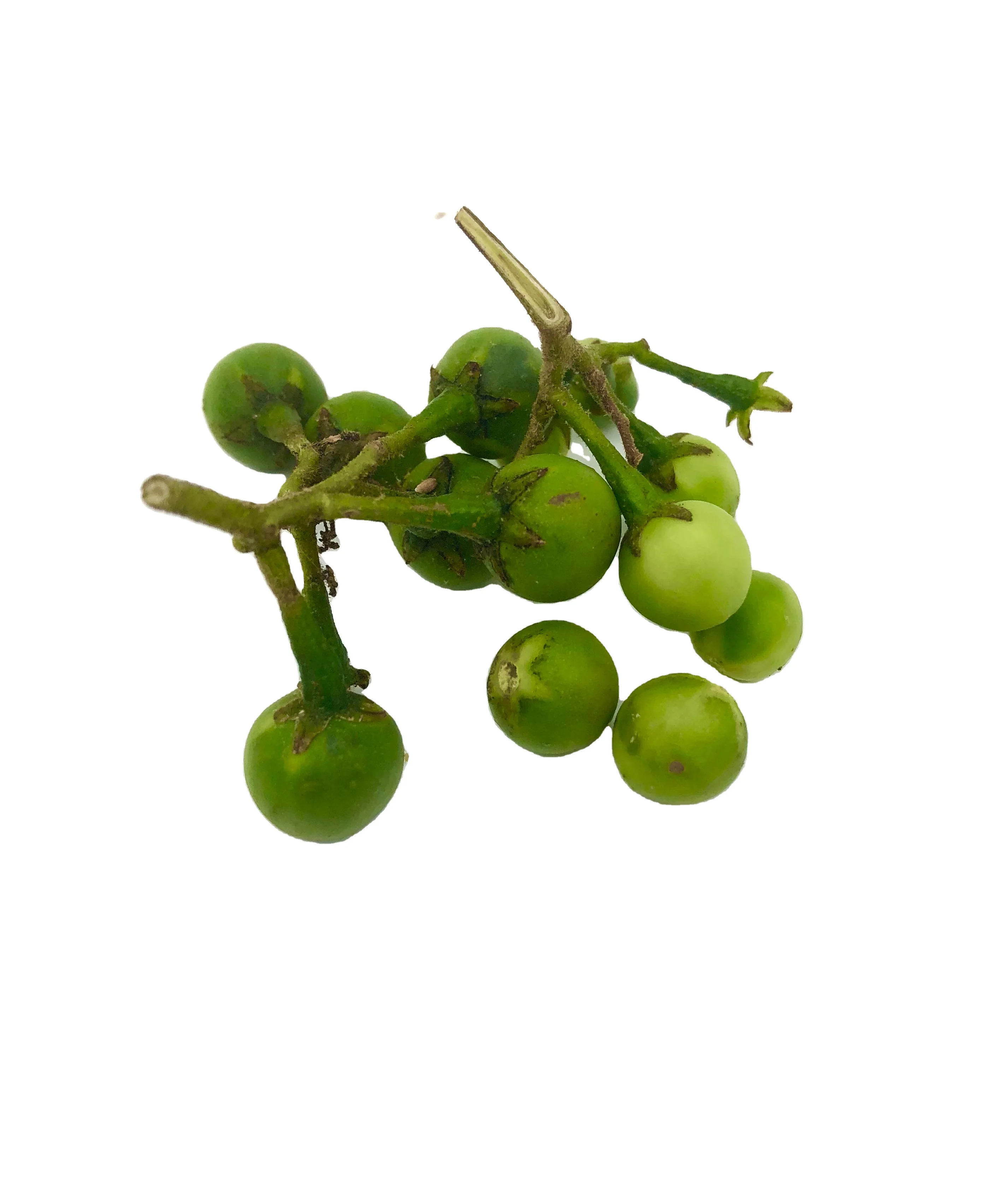 High Premium Quality Export Standard Fresh Vegetable Green Pea Eggplant for Sale