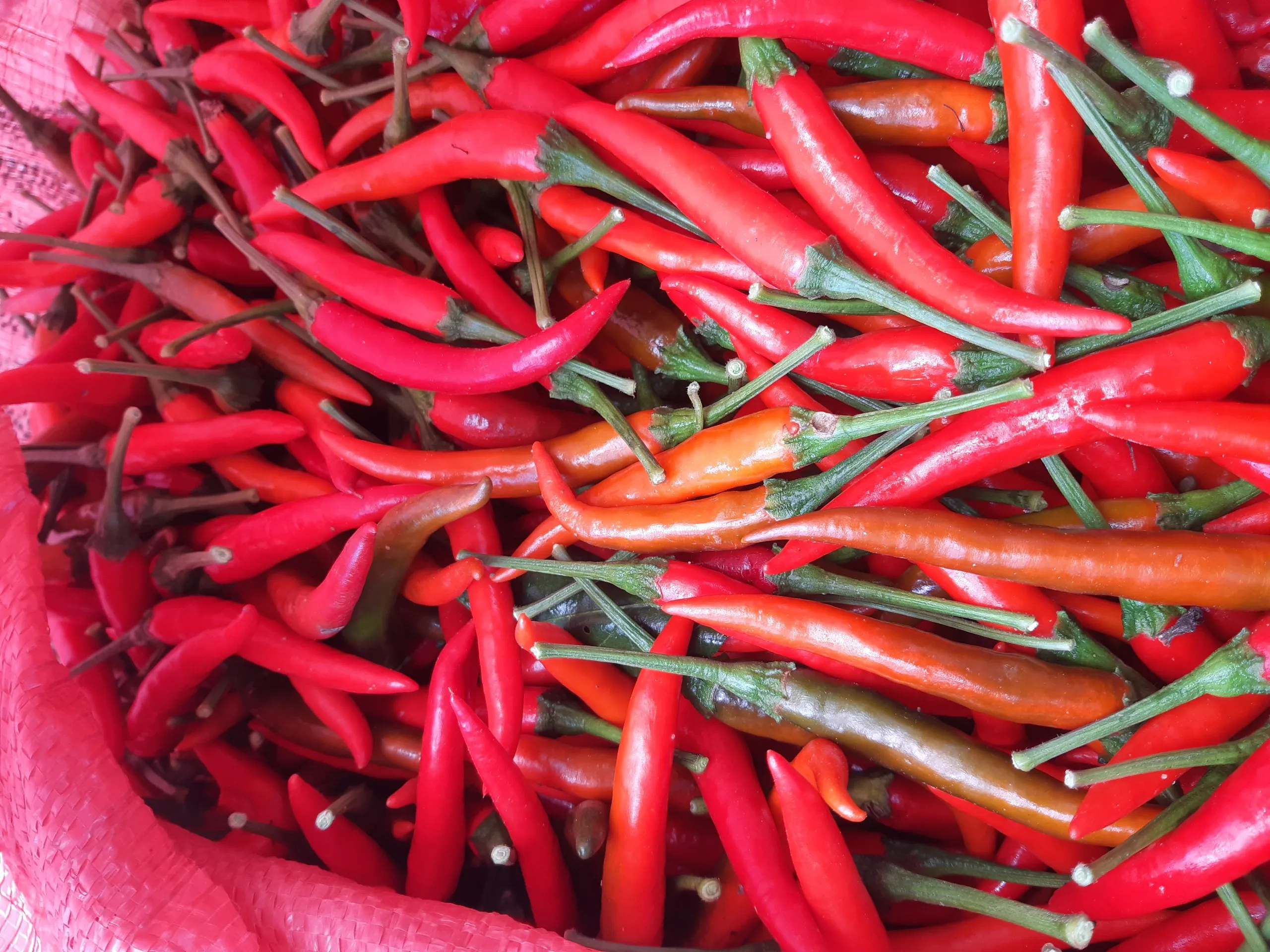 2021 Натуральный Свежий красный чили, новый урожай, горячий пряный покупатель/лучшее качество, оптовая цена, бесплатный налог, много пряных уровней, низкий налог из Вьетнама
