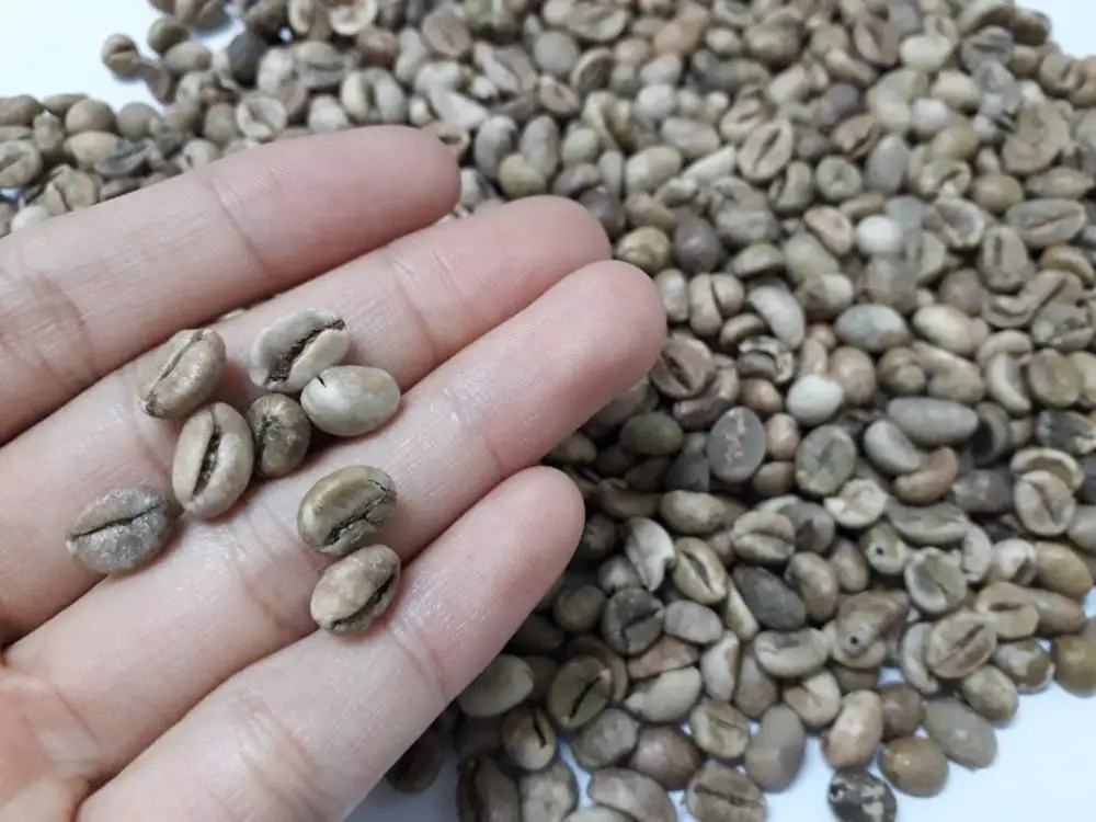 Green coffee helps to lose weight/ whatsapp +84 845 639 639