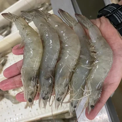 Shrimp Vannamei HOSO undivided with a head of 2 kg per pack