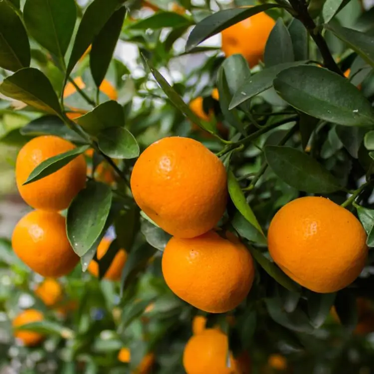 PREMIUM QUALITY NATURAL CLEMENTINE FREMONT SATSUMA PRIMASOL NOVA SWEET FRESH TANGERINE MANDARIN EXPORT FROM TURKEY