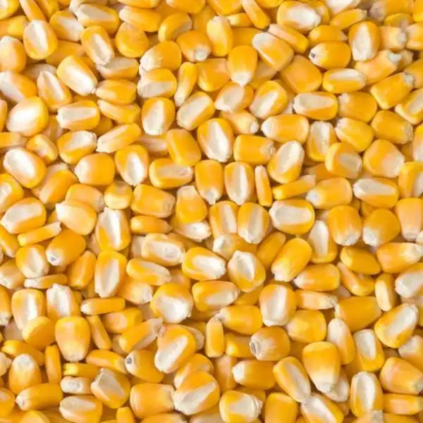  Белая кукуруза и желтая для продажи животных человеческого