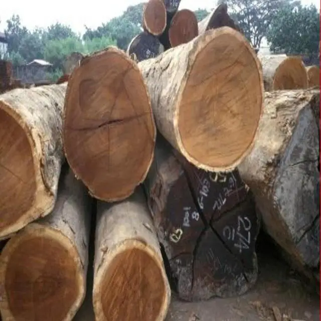 Cheap Timber Logs Teak Wood / Oak Wood Logs / Pine Wood Log with other species
