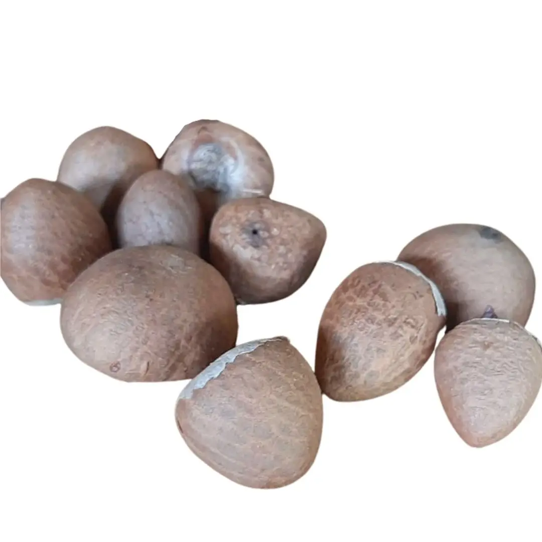 Whole Areca Betel Nut High Quality from Indonesia Grade 90-95