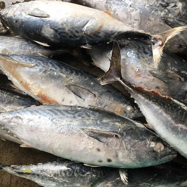 Best quality reasonable price fresh seafood Frozen bonito Tuna Fish