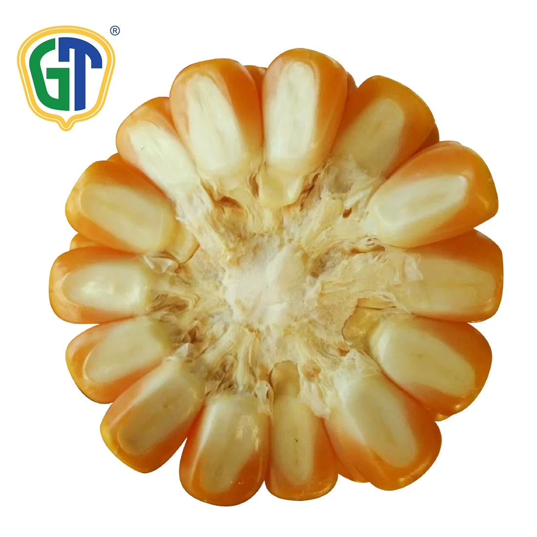 
Phytosanitary Certification Semi-Flint Sweet Hybrid Corn Seeds 709 From Thailand With Good Price 
