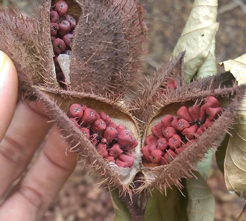 Натуральные красные Сушеные Семена Аннато оптом семена по лучшей цене из Вьетнама/Ms.Thi Нгуен + 84 988 872 713