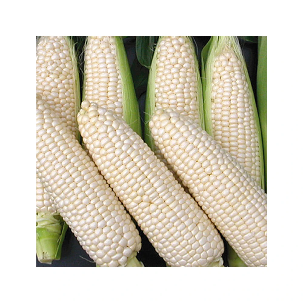 Bulk Quantity Best quality white Non Gmo  maize for export