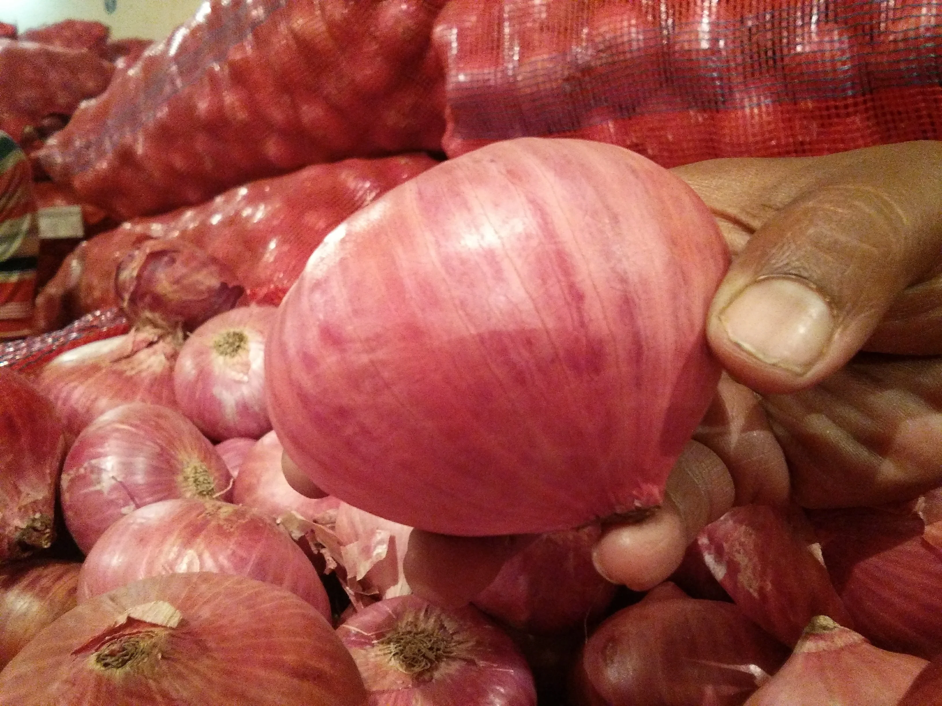 Fresh Big Onion wholesale price In India