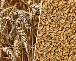 Wholesale Good Quality Barley