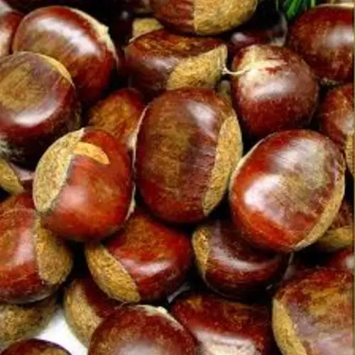 
Wholesale Sweet Fresh Chestnut 